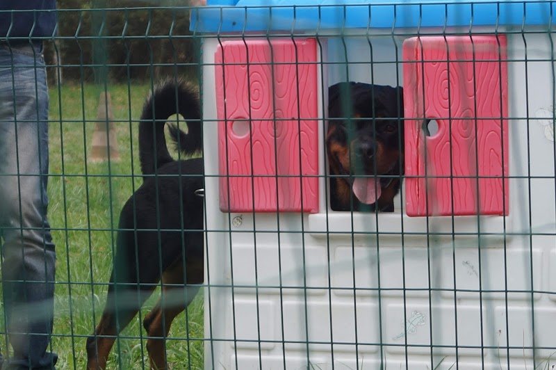 Centre canin des gardiens de feu Complexe canin Stay Pawsitive - photo 3