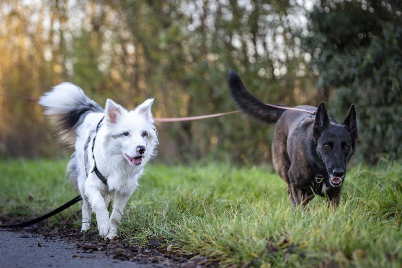 Doggy Pawsitive - Educatrice canin en méthode positive - Gannat, Coutansouze, Vichy - photo 3