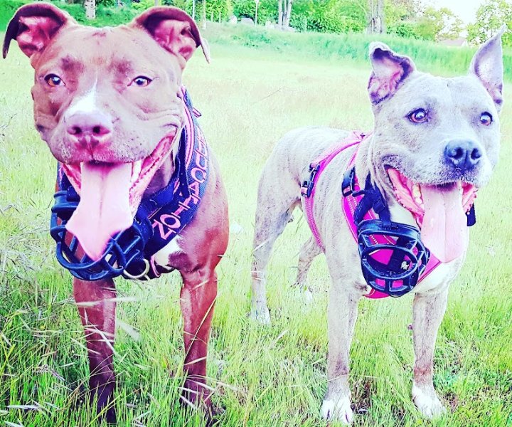 L'wild dog éducation positive et bienveillante