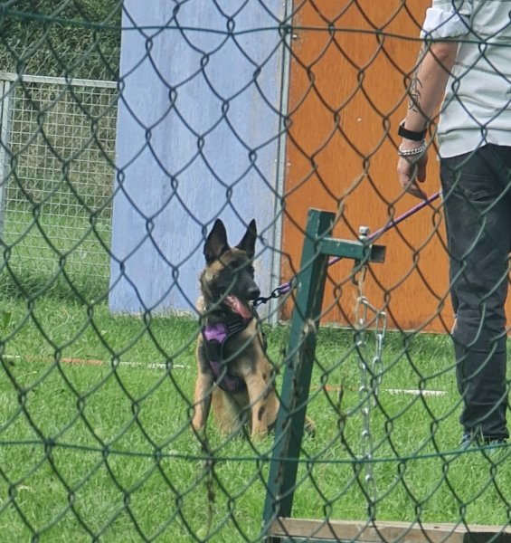 LES RANTAMPLANS 03 VICHY CLUB D’ÉDUCATION CANINE - photo 2