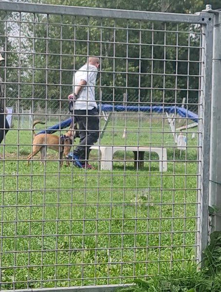 LES RANTAMPLANS 03 VICHY CLUB D’ÉDUCATION CANINE - photo 3