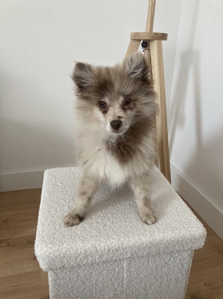 Le QG des 4 pattes - Elevage canin - photo 2