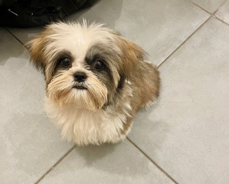 Le QG des 4 pattes - Elevage canin - photo 3