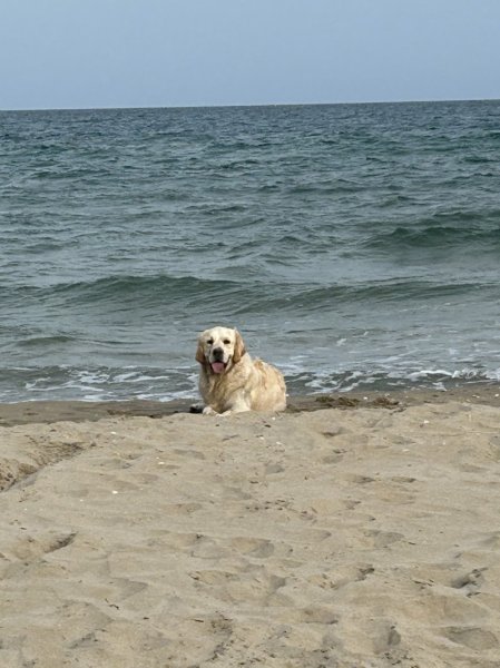 ARGOS éducation canine - photo 2