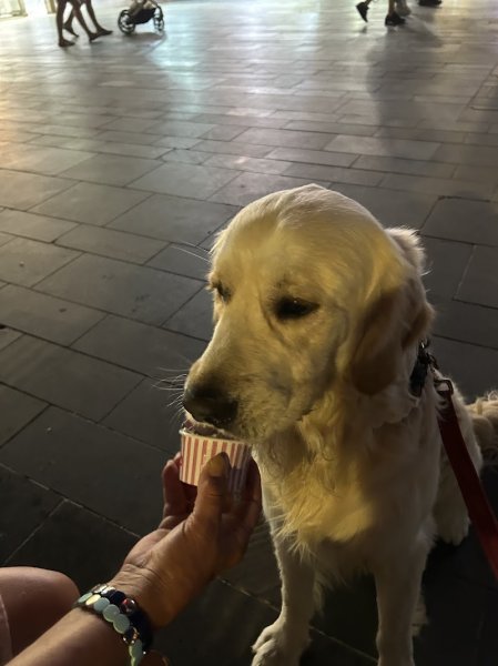 ARGOS éducation canine - photo 3