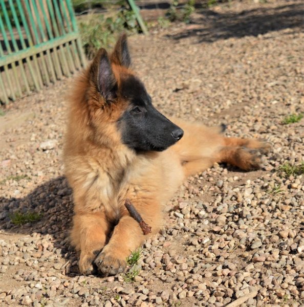 Centre Canin de La Forêt des Lyns - Pension canine, Elevage, Education Canine & Obéjump