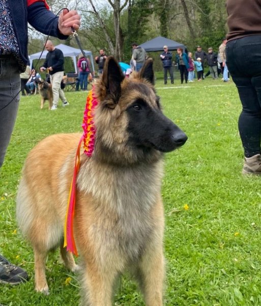 Centre Canin de La Forêt des Lyns - Pension canine, Elevage, Education Canine & Obéjump - photo 2