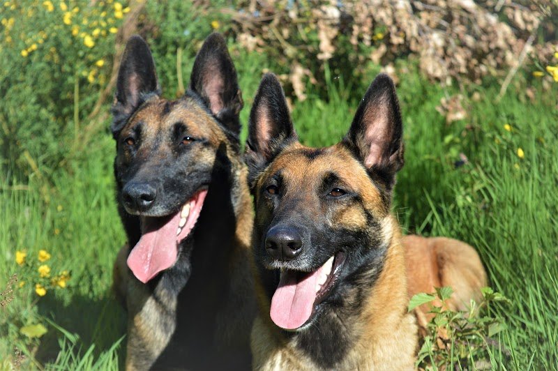 Centre Canin de La Forêt des Lyns - Pension canine, Elevage, Education Canine & Obéjump - photo 3