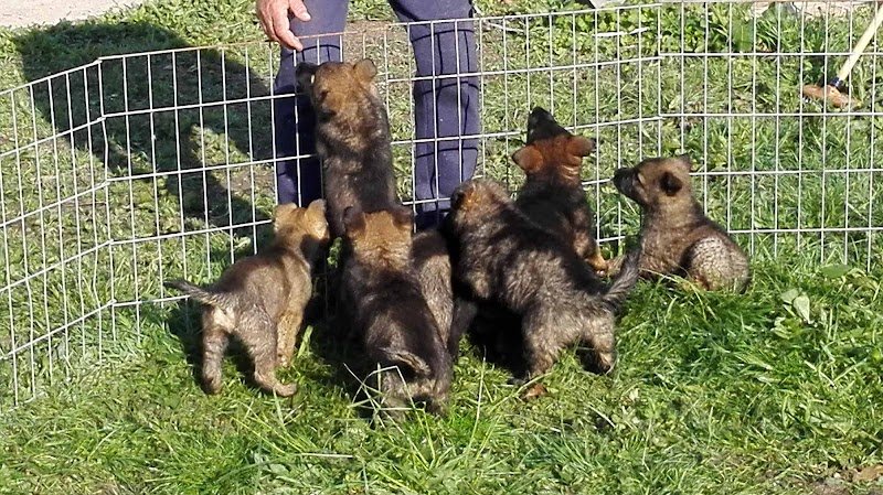 Centre Canin La Faye - Pension, élevage, éducation canine - photo 2