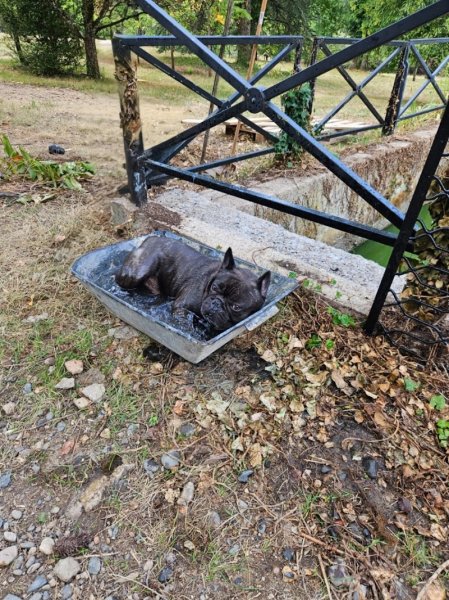 Pension Élevage Dressage des Prodiges d'Auvergne - photo 3