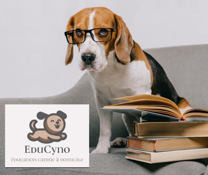 educyno éducation canine à domicile - photo 1