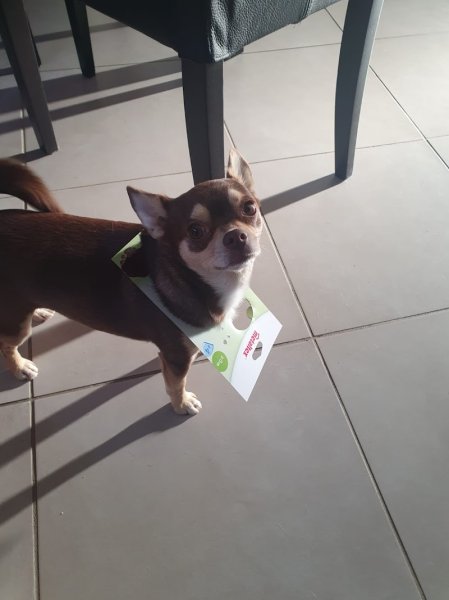 educyno éducation canine à domicile - photo 2