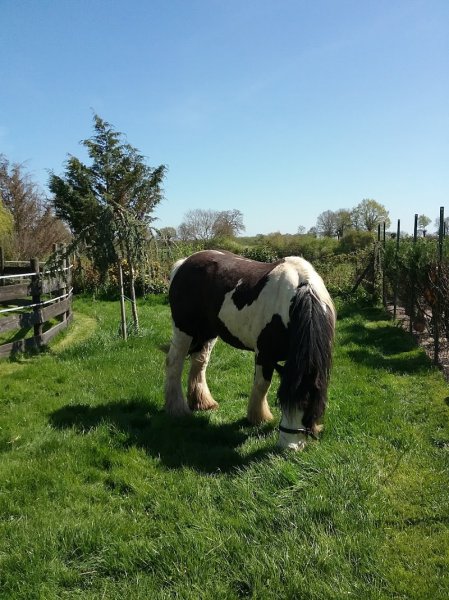 Pension canine féline équine du domaine de Buchepot - photo 3