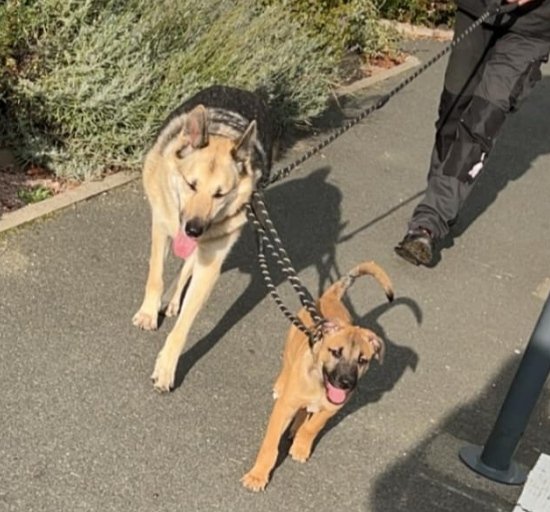 DOG Training Education - educateur comportementaliste - photo 1