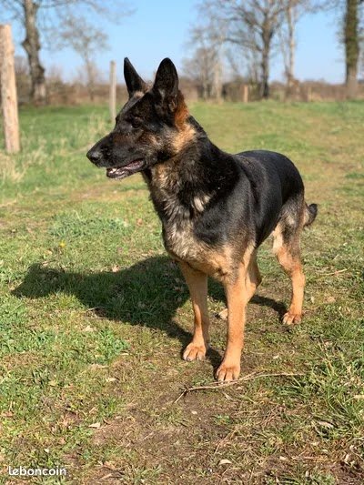 DOG Training Education - educateur comportementaliste - photo 2