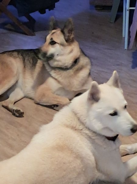 DOG Training Education - educateur comportementaliste - photo 3