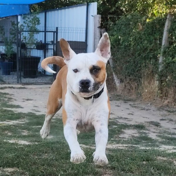 Pension canine et féline de la Promenade