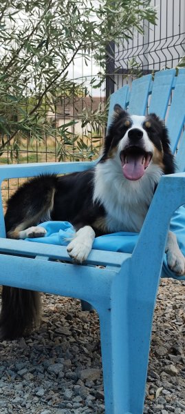 Pension canine et féline de la Promenade - photo 2