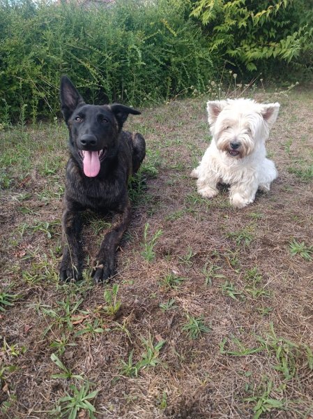 Pension canine et féline de la Promenade - photo 3