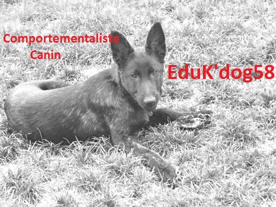 Comportementaliste Canin - Perreau Nathalie EduK'dog58