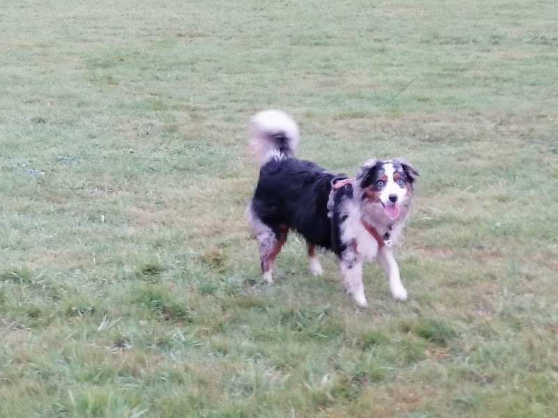 A'Crocs Education Canine - photo 1