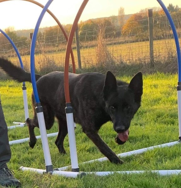 A'Crocs Education Canine - photo 2
