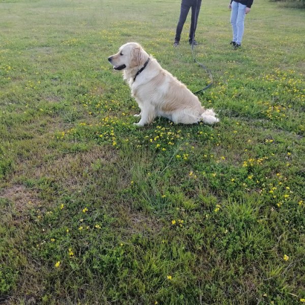 A'Crocs Education Canine - photo 3