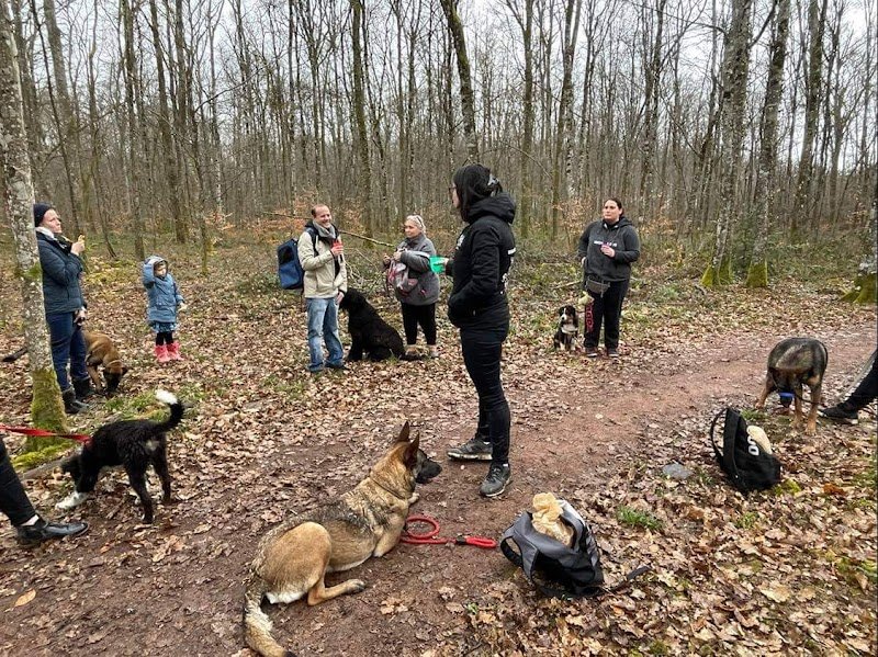 Multi acti dog - photo 2