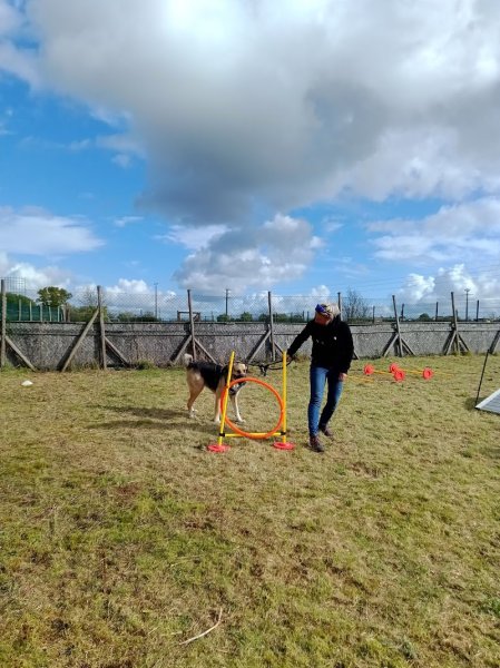 Multi acti dog - photo 3