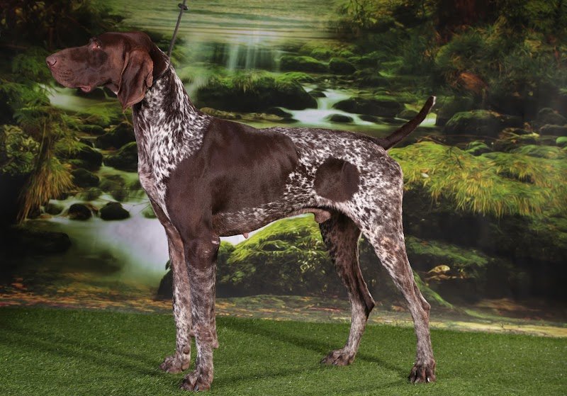 Pension dressage chenil du rio parana - photo 1