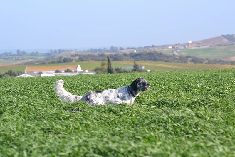 Pension dressage chenil du rio parana - photo 2