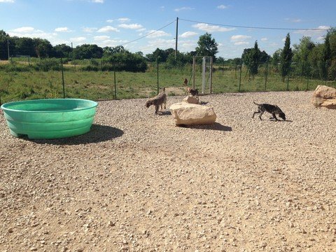 Pension dressage chenil du rio parana - photo 3