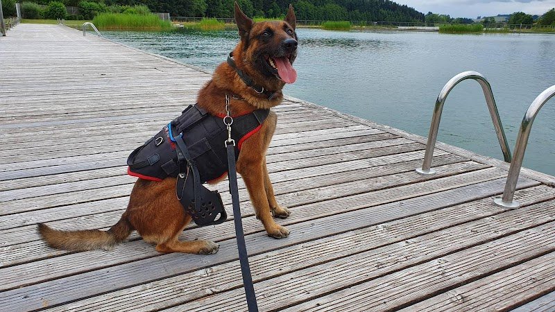 Passion Malis Education Canine - photo 1