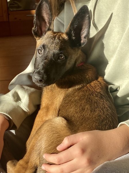 Passion Malis Education Canine - photo 2