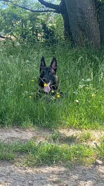 Passion Malis Education Canine - photo 3