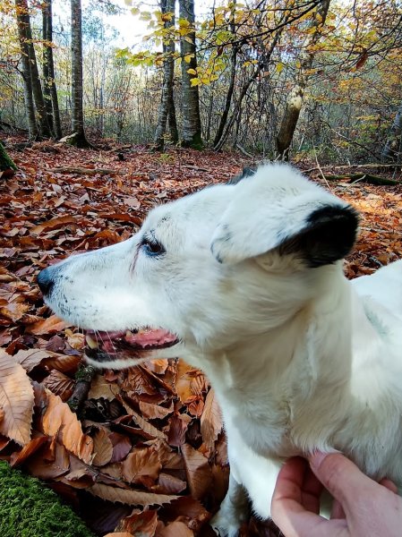 Educatrice et Comportementaliste canin - Canis lingua 23