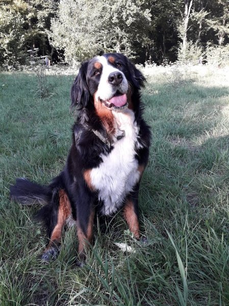 Educatrice et Comportementaliste canin - Canis lingua 23 - photo 2