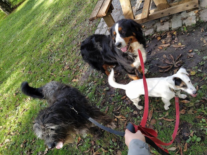 Educatrice et Comportementaliste canin - Canis lingua 23 - photo 3