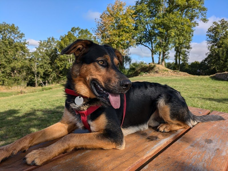 Pension et Education Canine de la Ganne de Fer - photo 2