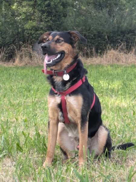 Pension et Education Canine de la Ganne de Fer - photo 3