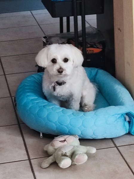 Dog's passion - Educateur et comportementaliste canin