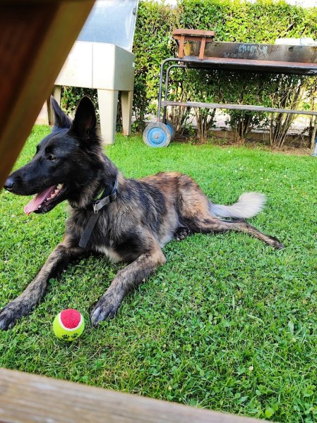 Dog's passion - Educateur et comportementaliste canin - photo 2