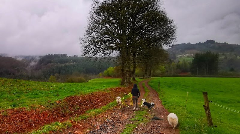 Des coussinets aux sabots - Éducation canine, Naturopathie Animale, Accompagnement Humain