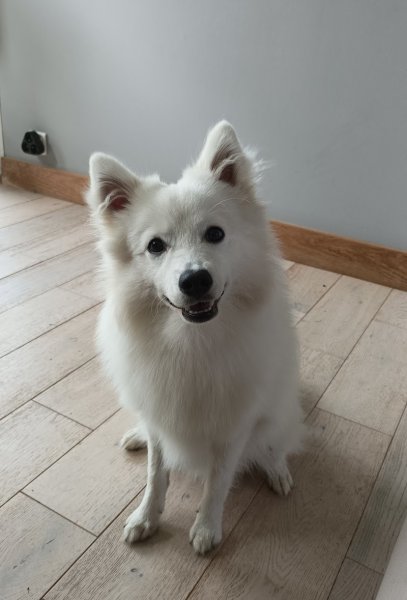 Des coussinets aux sabots - Éducation canine, Naturopathie Animale, Accompagnement Humain - photo 2