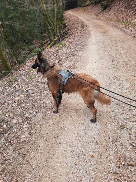 Des coussinets aux sabots - Éducation canine, Naturopathie Animale, Accompagnement Humain - photo 3