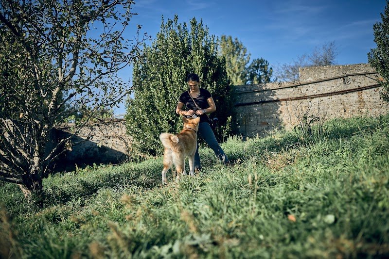 Chien des bois noirs - photo 3