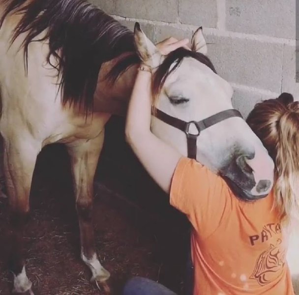 Natacha Garnon Ostéopathe animalier Equin Canin Bovin