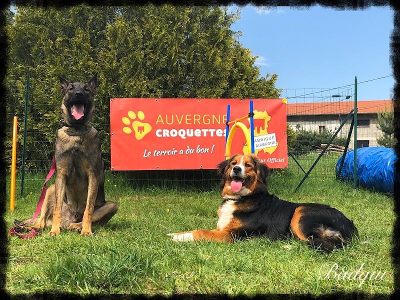 Audry's Éducation canine (Mantrailing & Détection Auvergne) - photo 3