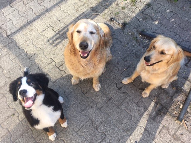 Éducateur Canin Hauterives - photo 2