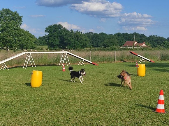 Sylvie Bonneau - Éducateur canin